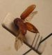 Oligomerus ptilinoides (Wollaston, 1854)..JPG