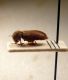 Oligomerus ptilinoides (Wollaston, 1854)...JPG