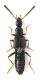 Aleocharinae 2 cf parocyusa.jpg