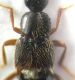 Aleocharinae 1 pubescenza pronoto.JPG