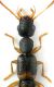 Astenus sp2.JPG