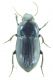 Harpalus 12-04-2015 13mm-2.jpg