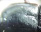Harpalus sp 18-04-2015 10mm-4.jpg
