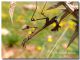 Empusa05.jpg