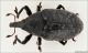 Curculionidae_lo_bozza.jpg