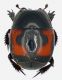 Histeridae.jpg