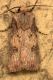 Agrotis catalaunensis  copia.JPG