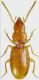 1- lombardorum habitusMOD copiaOK.jpg