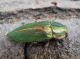 Latipalpis plana.jpg