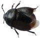 cydnidae.jpg