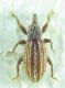 Curculionidae sp 3,5 mm 25-04-2015 Urla ev.jpg