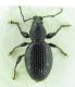 Otiorhynchus sp 9mm 24-04-2015 Urla ev-2.jpg