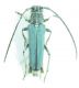 Cerambycidae sp 13mm 26-04-2015 Urla ev-2.jpg