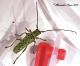 Saperda punctata.jpg