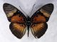 Pseudacraea_dolomena_m.jpg