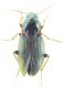 Carabidae sp 12mm 24-04-2015 Urla ev-2.jpg