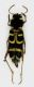 clytus arietis forum.jpg