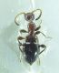 Coleoptera sp 3,7mm 25-03-2015 Urla ev.jpg