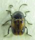 Cryptocephalus  sp 4mm 24-04-2015 Urla ev.jpg