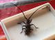 Monochamus saltuarius.jpg