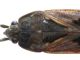 0 Rhyparochromus 1 (Custom).jpg