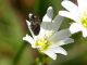 Anthaxia_nigritula_04_Csstelfusano_2-IV-2010.jpg
