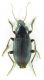 Calathus sp 12mm-2.jpg