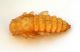 Pupa_02.jpg