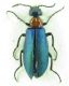 Meloidae sp 11,5mm 25-04-2015 Urla ev2.jpg