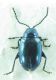 Chrysomelidae sp 4mm 27-04-2015 Yalova.jpg
