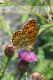 mellicta-athalia-IMG_5145_08.jpg