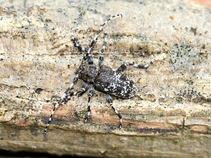 Aegomorphus obscurior.jpg