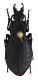 Comb1632_37zF5cr.jpg