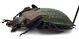 Comb1631_37zF5cr.jpg