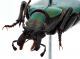 Comb1626_46zF8cr.jpg