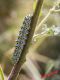 Cucullia verbasci 03-05-2015 IMG_1401.jpg