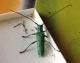 saperda octopunctata2.jpg