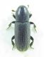 Coleoptera sp 4,5 mm 27-04-2015 Yalova.jpg