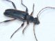 Cerambycidae 1.jpg
