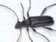 Cerambycidae 2.jpg