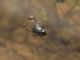 Campo_Felice_6-V-2015_OL_019.JPG