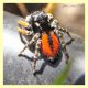 Philaeus chrysops maschio.JPG