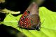 Lycaenidae sp.(Ecuador Amazzonia Rio Napo).jpg