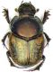 Onthophagus.jpg