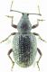 Otiorhynchus sp 9mm 16-05-2015 Ev.jpg