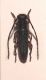 phytoecia rufipes 1.jpg