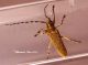 Saperda similis Lusevera.jpg