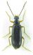Carabidae sp 8,5mm 16-05-2015 Ev-2.jpg