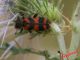 Trichodes alvearius 17-05-2015 IMG_1932.jpg