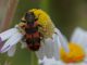 Trichodes alvearius 17-05-2015 IMG_1933.jpg